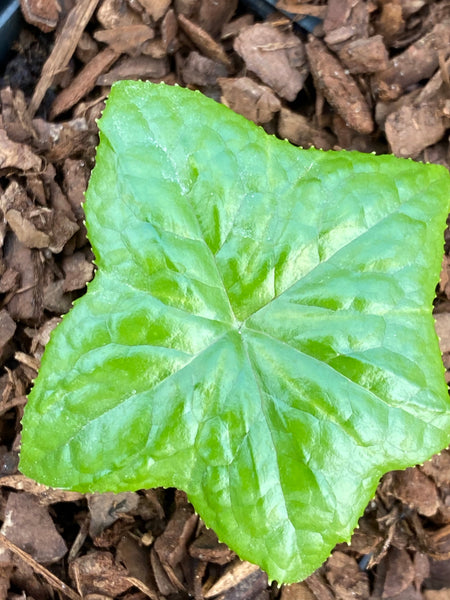 Podophyllum versipelle ssp. boreale
