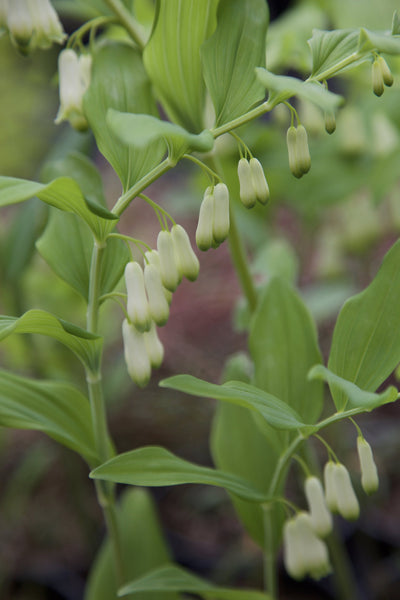Polygonatum x hybridum 'Weihenstephan'