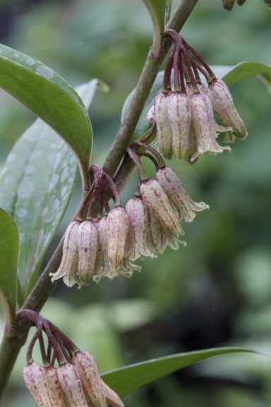 Polygonatum aff. tesselatum