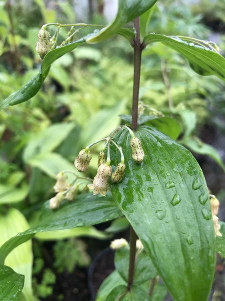 Polygonatum cathcartii