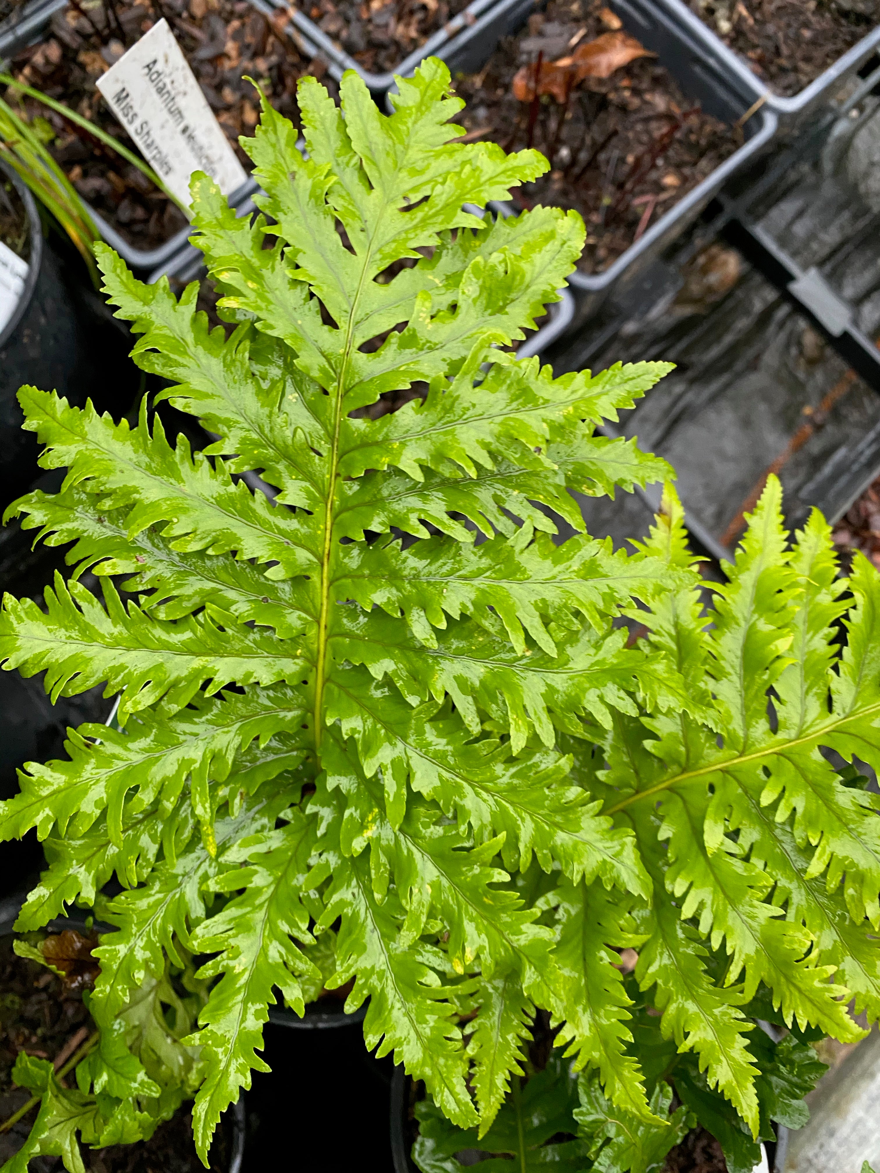 Polypodium calirhiza &#39;Sarah Lyman&#39;