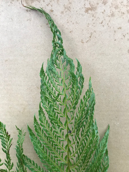 Polystichum setiferum 'Pulcherrimum Bevis'