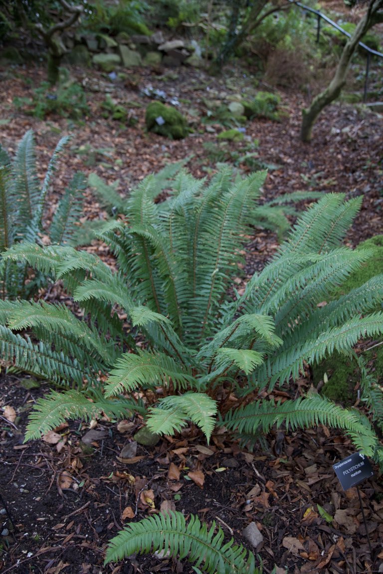 Polystichum munitum AGM