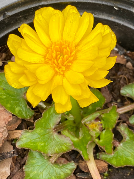 Ranunculus ficaria ‘Double Bronze’