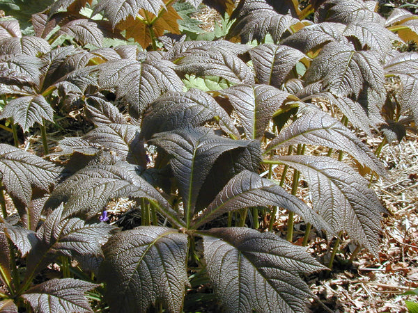 Rodgersia podophylla AGM