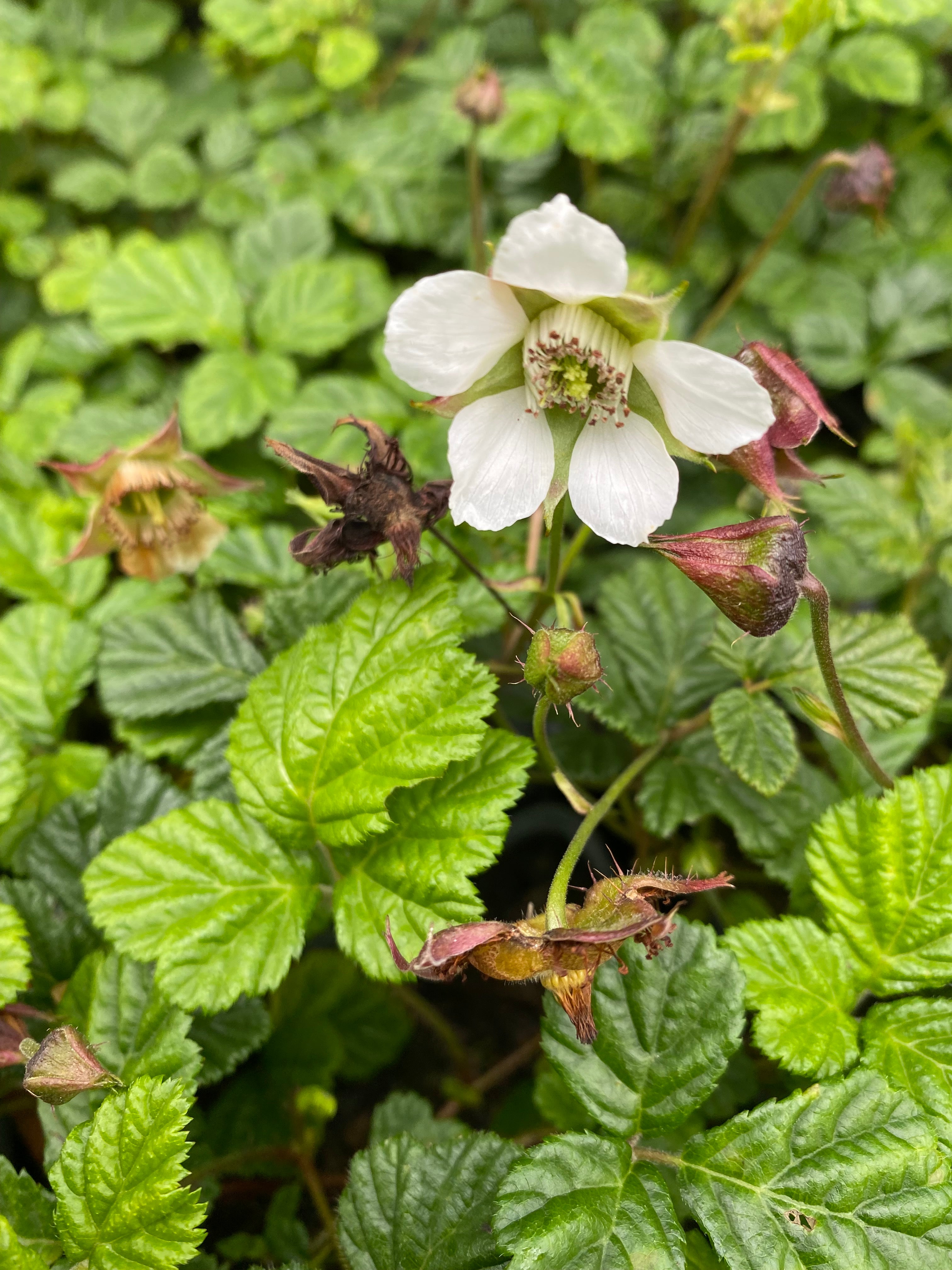 Rubus nepalensis