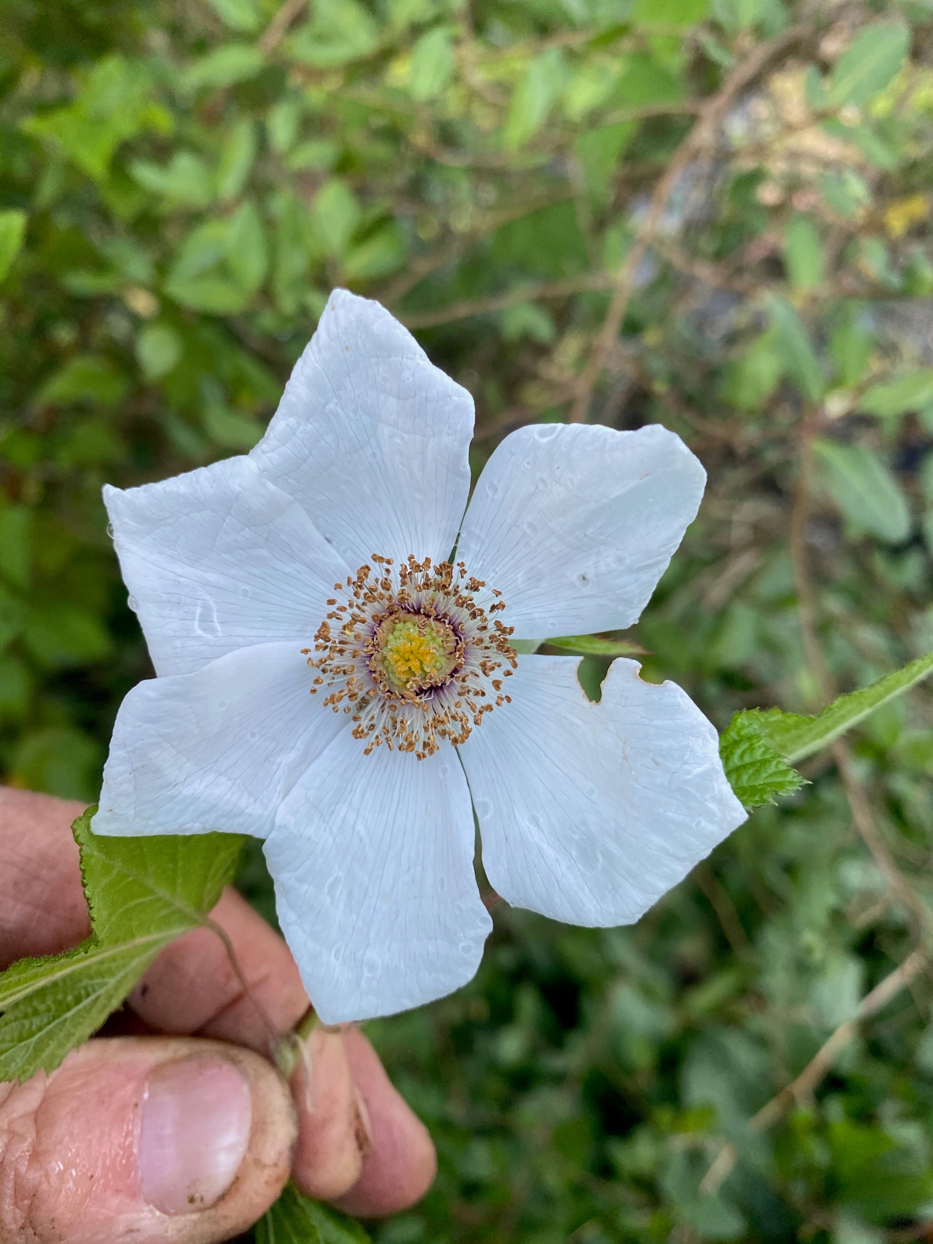 Rubus parviflorus ‘Bill Baker’