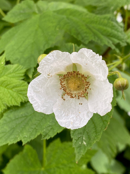 Rubus parviflorus ‘Bill Baker’