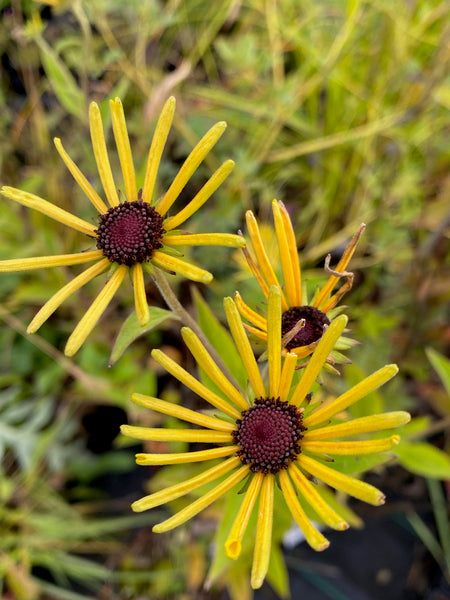 Rudbeckia subtomentosa ‘Henry Eilers’