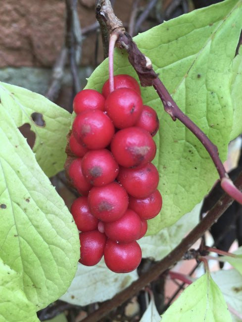 Schisandra chinensis ‘Bere’