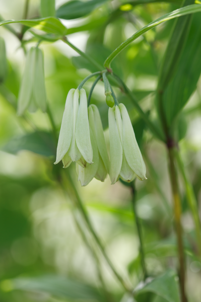 Disporum 'White Bere'