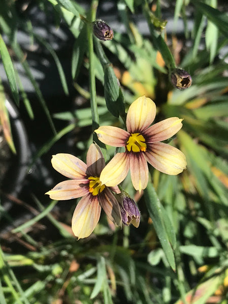 Sisyrinchium ‘Biscutella’ (syn. Quaint & Queer)