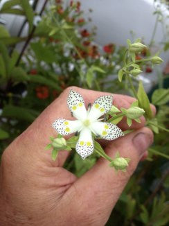 Swertia bimaculata
