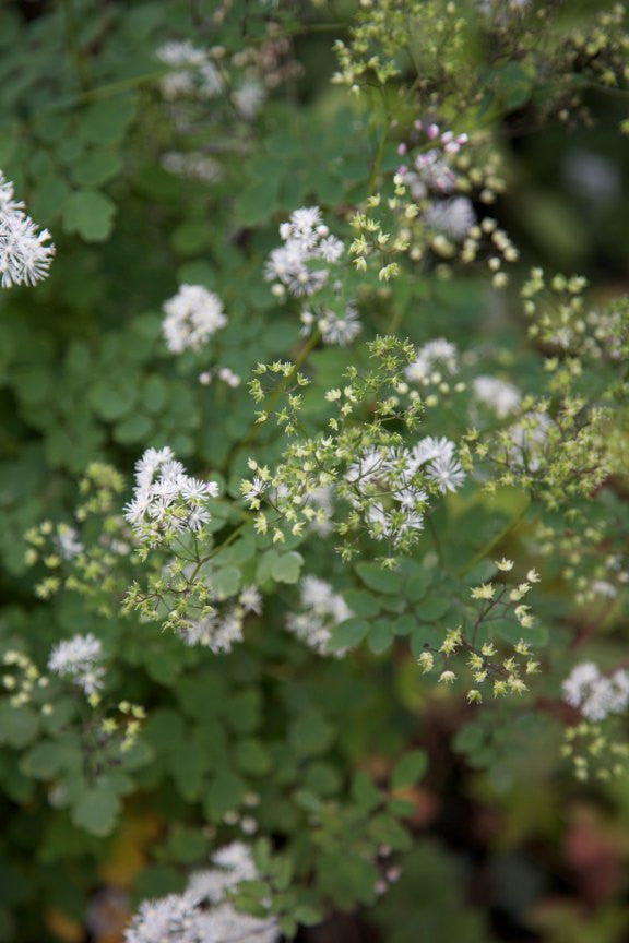 Thalictrum javanicum