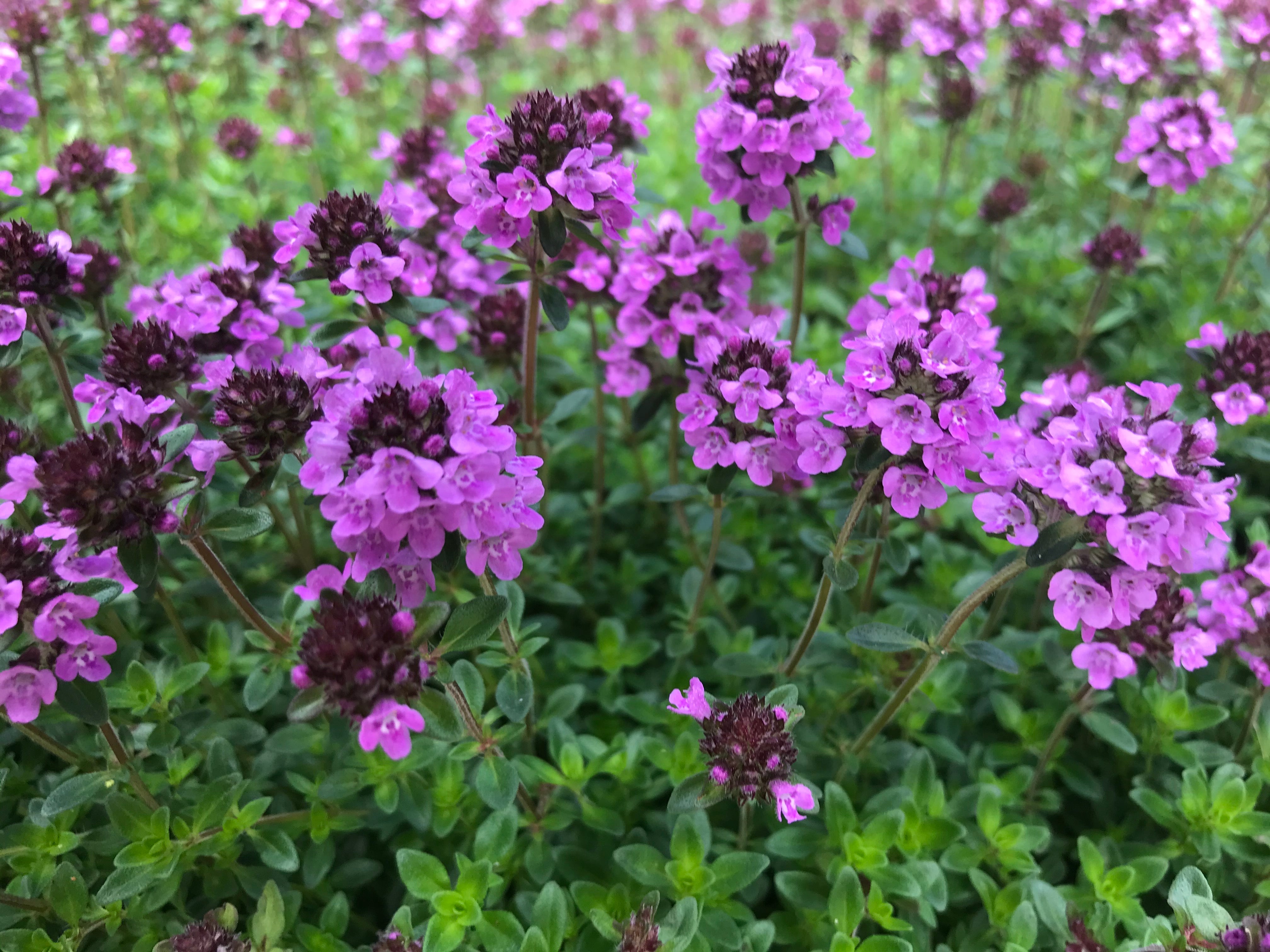 Thymus pulegioides ‘Kurt’