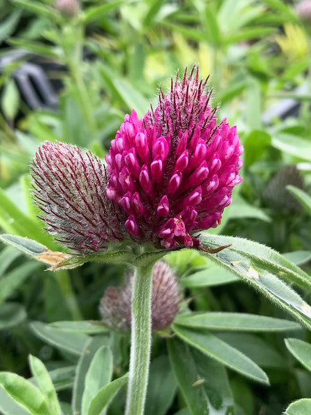 Trifolium rubens 'Drama'