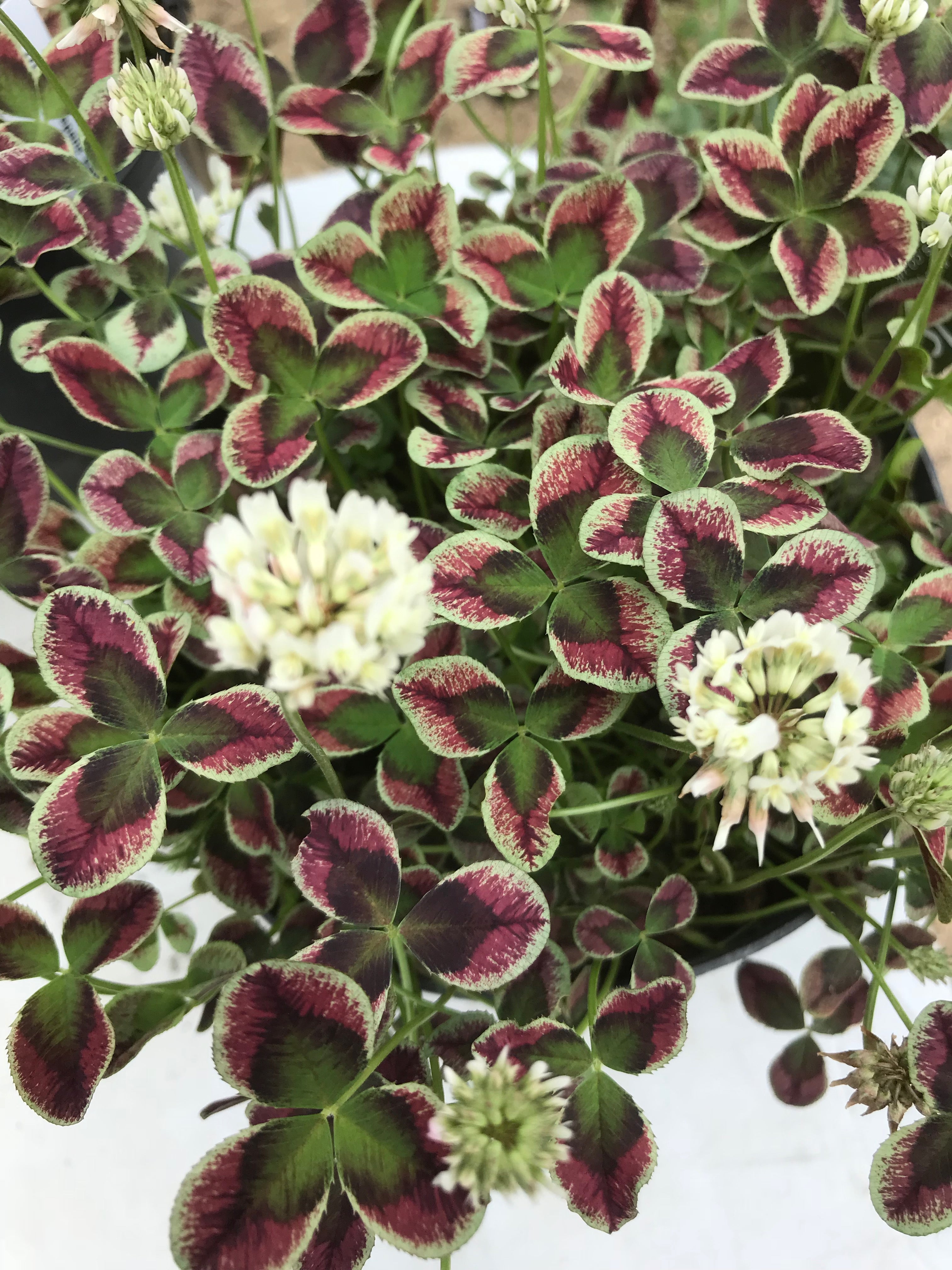 Trifolium repens ‘Estelle&#39;