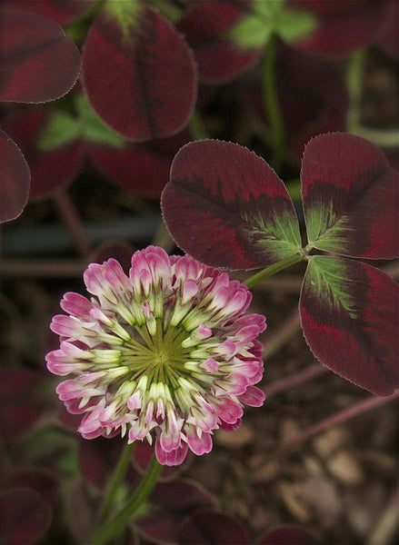 Trifolium repens ‘Isabella’