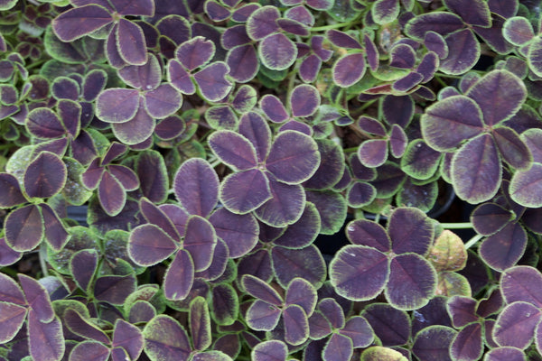 Trifolium repens 'Purpurescens Quadrifolium'