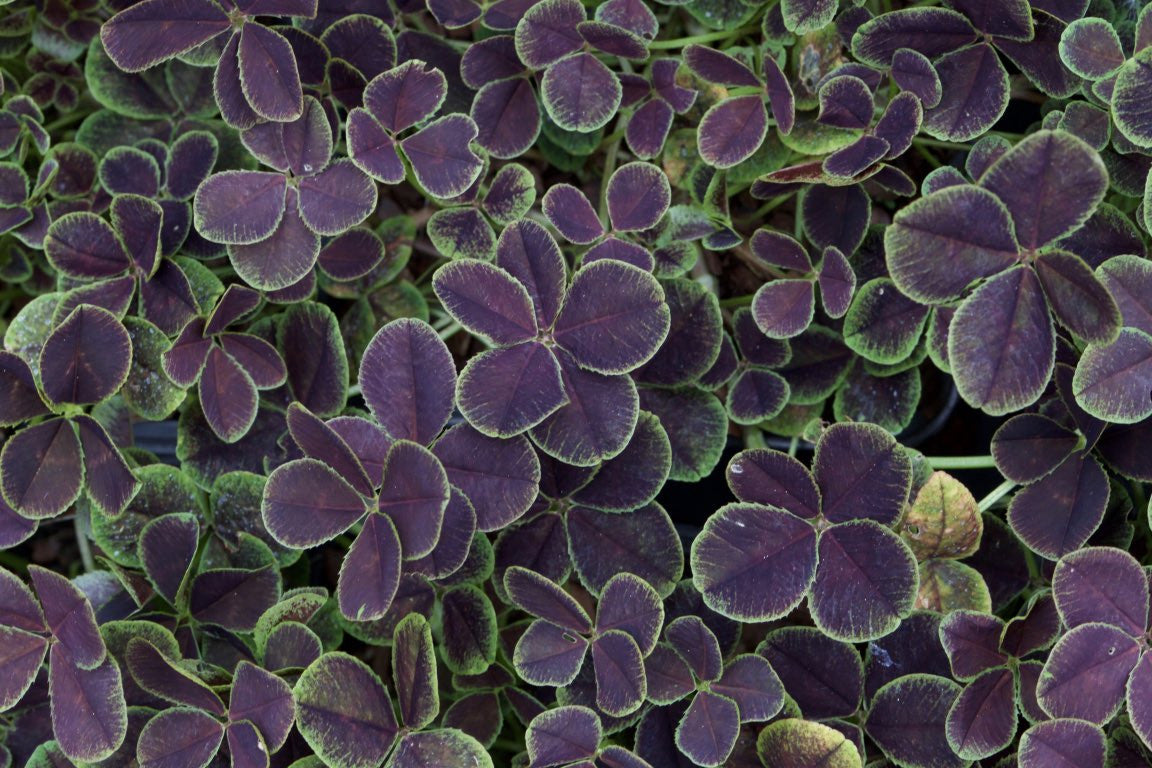 Trifolium repens &#39;Purpurescens Quadrifolium&#39;