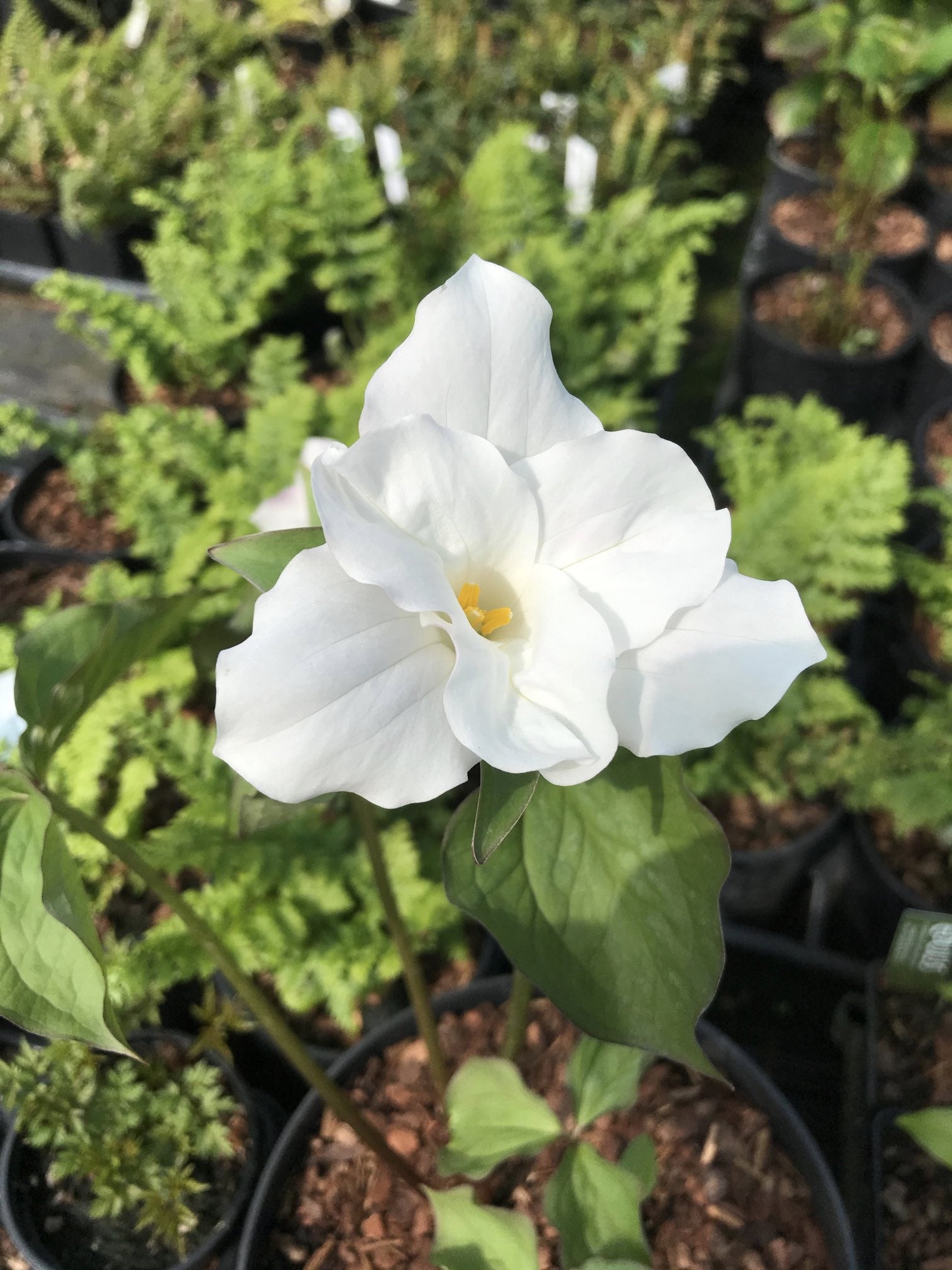 Trillium grandiflorum &#39;Snowbunting&#39;