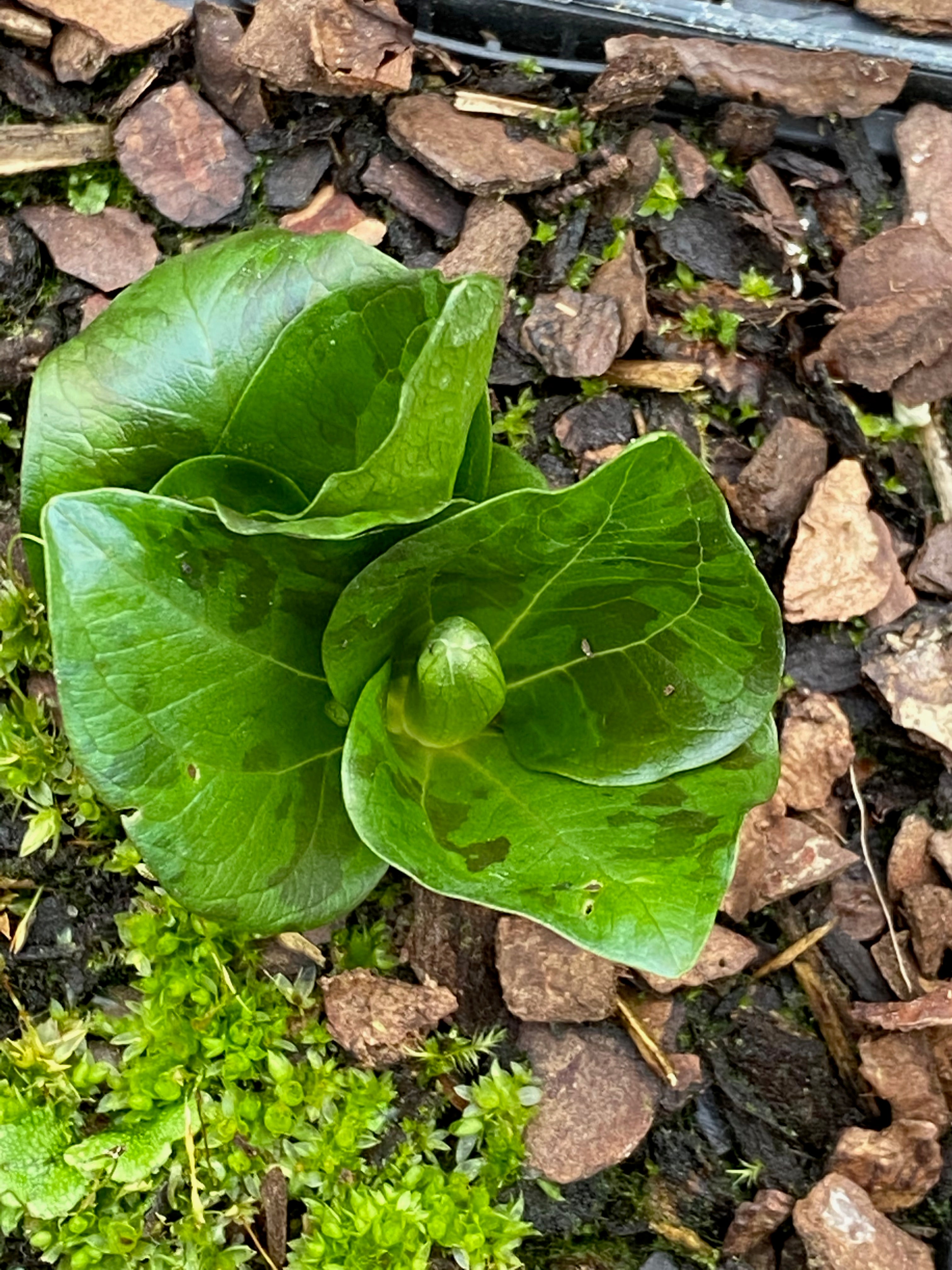 Trillium chloropetalum &#39;Album&#39;