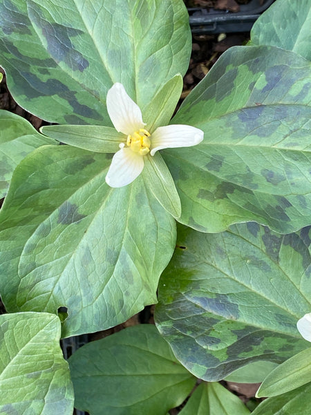 Trillium chloropetalum 'Album'