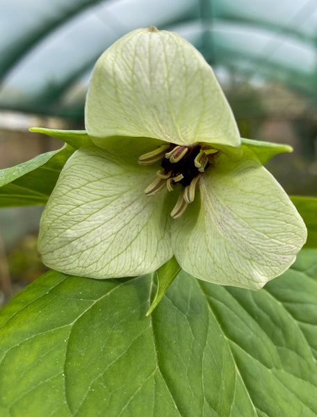 Trillium flexipes x erectum