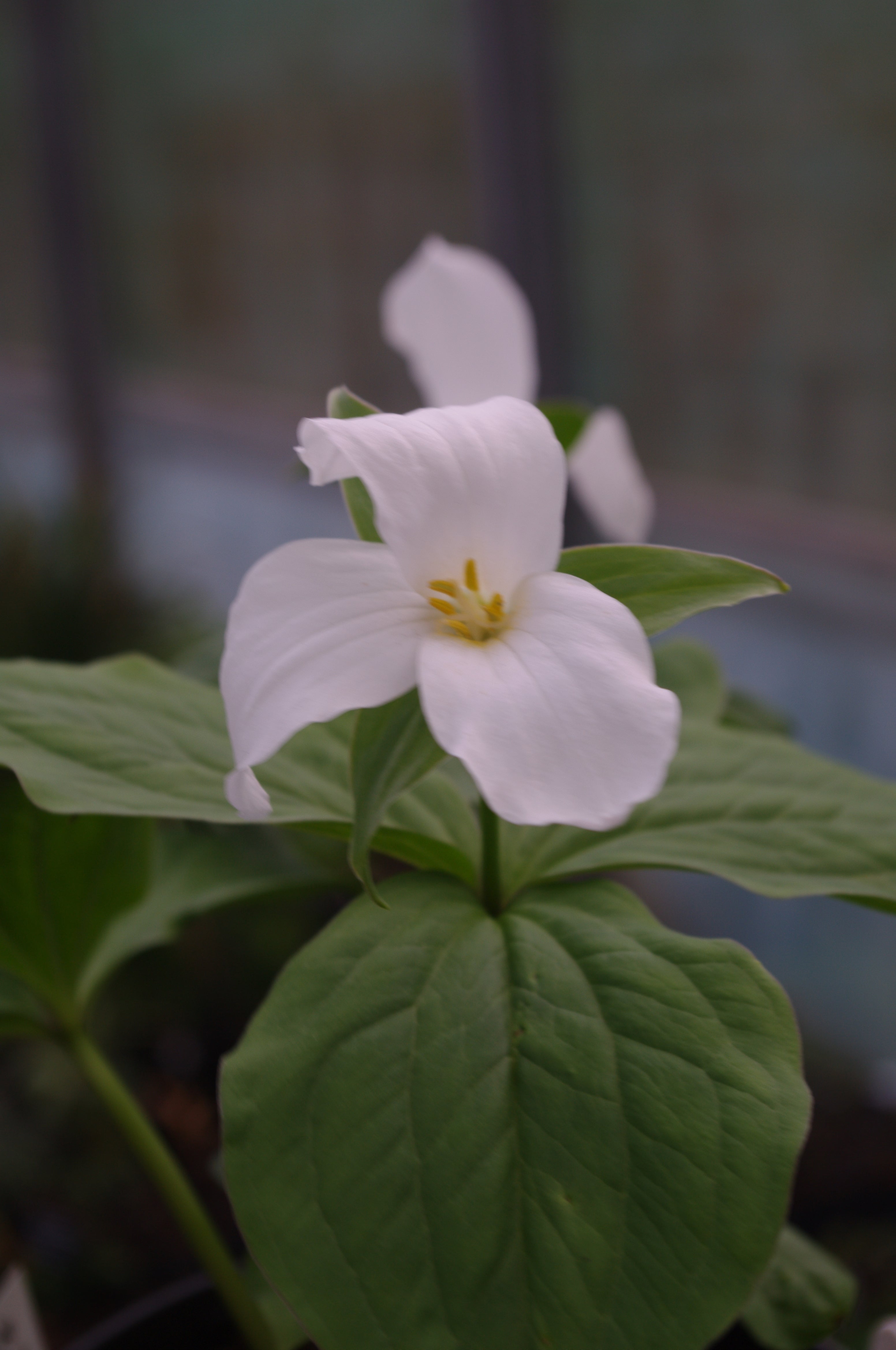 Trillium grandiflorum &#39;Roseum&#39;