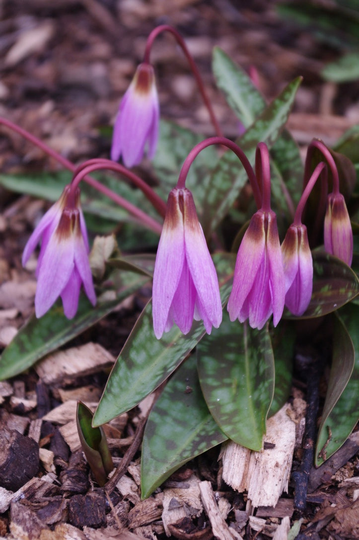 Erythronium dens-canis ‘Pink Perfection’