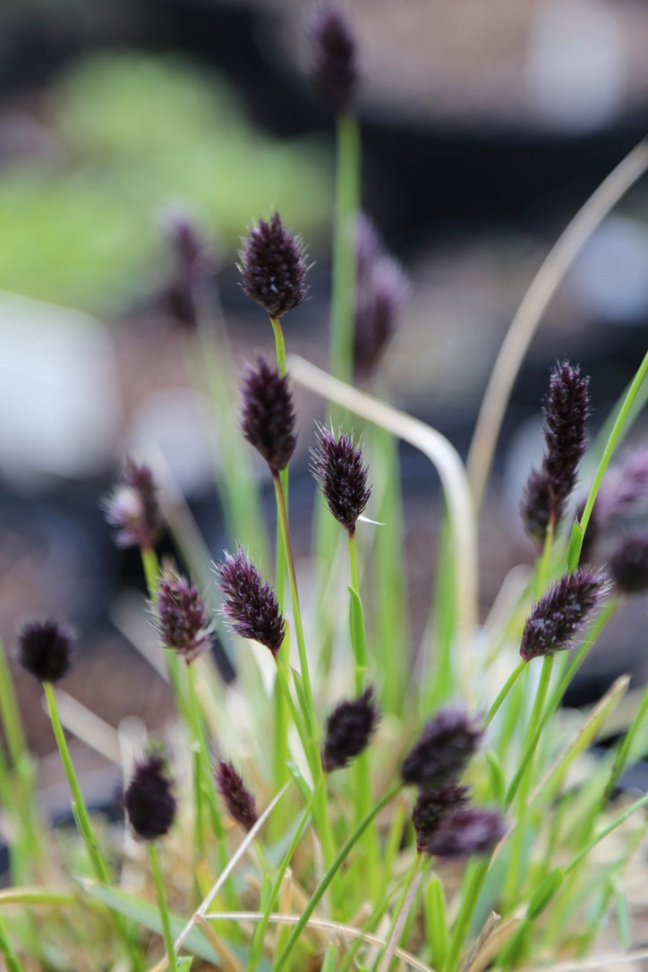 Sesleria caerulea