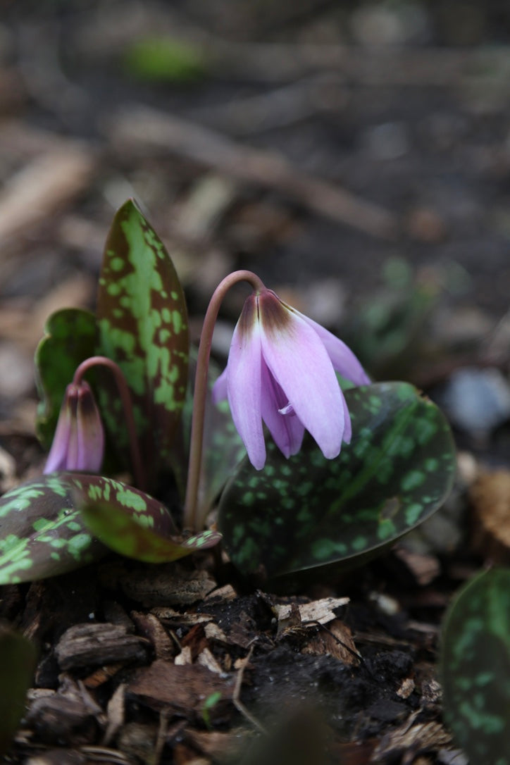 Erythronium dens-canis ‘Lilac Wonder’