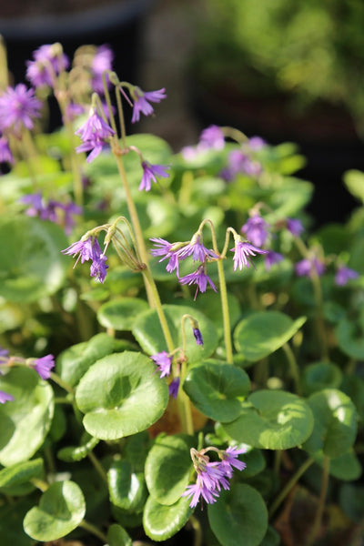 Soldanella villosa