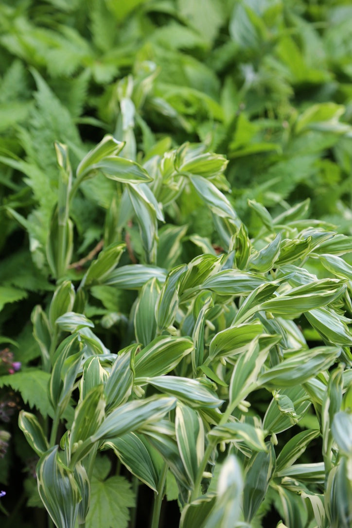 Polygonatum x hybridum ‘Striatum’