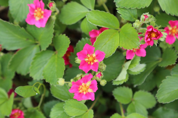 Fragaria x ananassa ‘Red Ruby’
