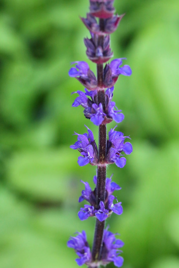 Salvia nemorosa ‘Caradonna’
