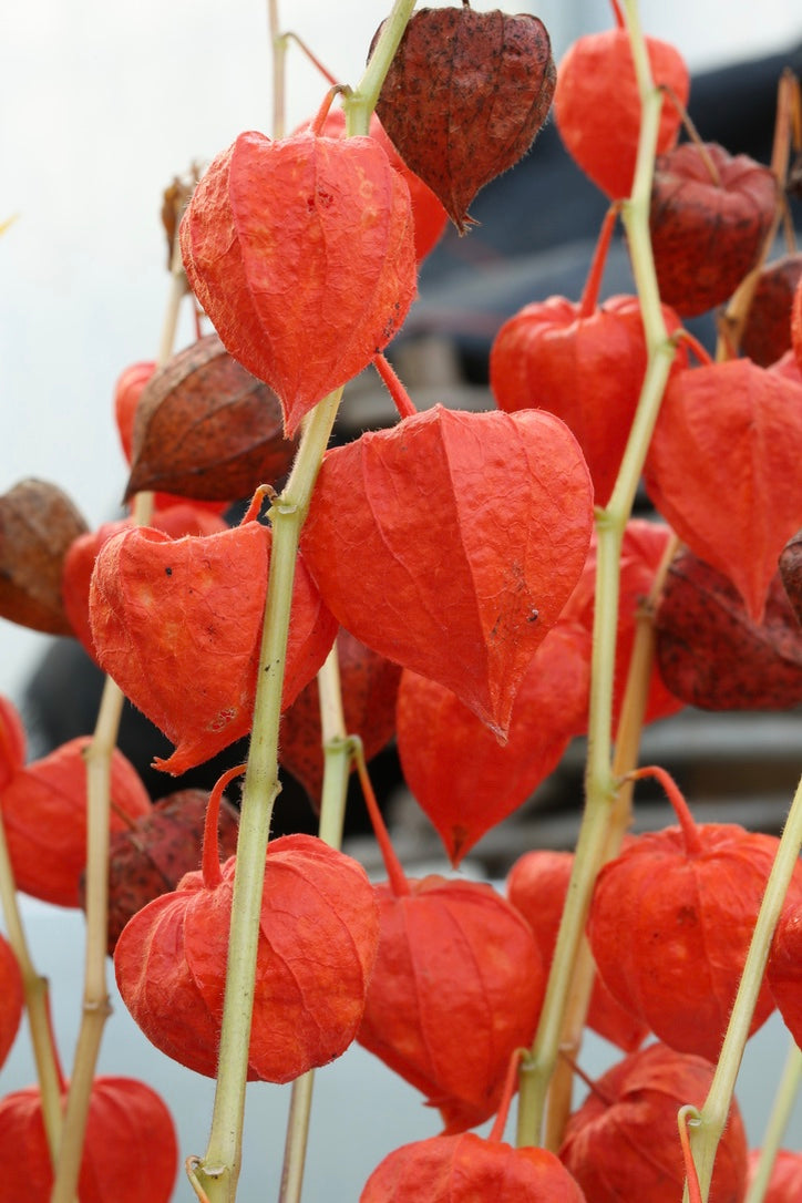 Physalis alkekengi var. franchetii ‘Variegata’