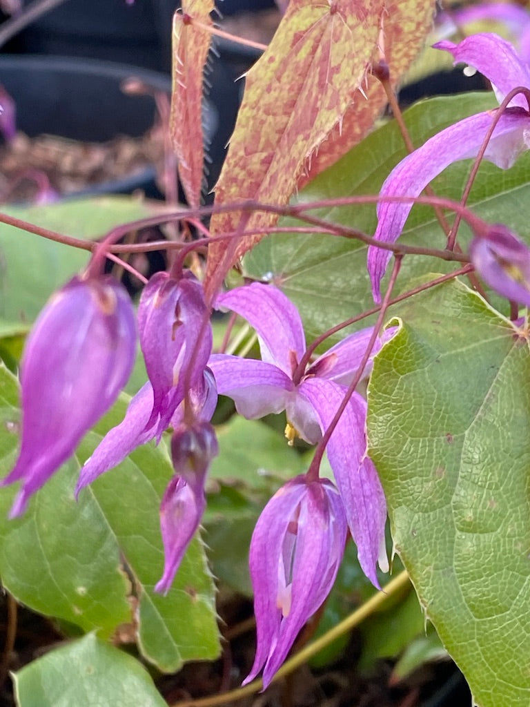 Epimedium leptorrhizum ‘Mariko’