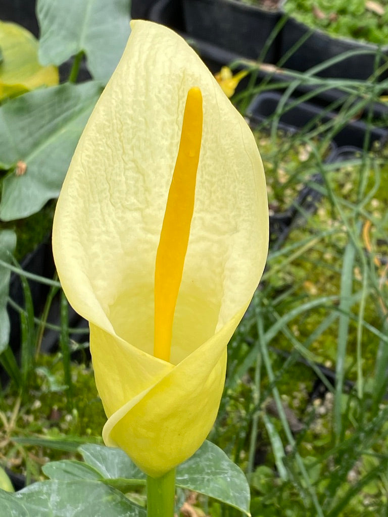 Arum creticum FCC Form