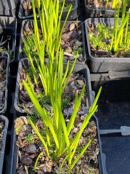 Camassia quamash