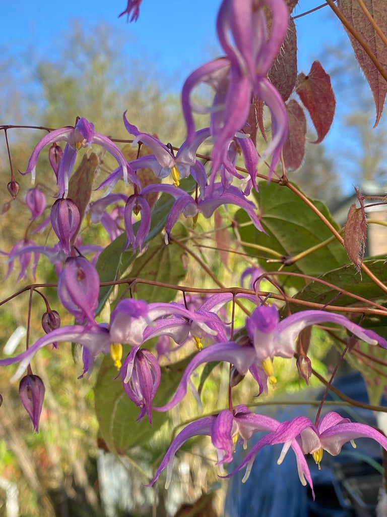 Epimedium leptorrhizum ‘Mariko’