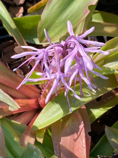 Heloniopsis orientalis v. breviscapa