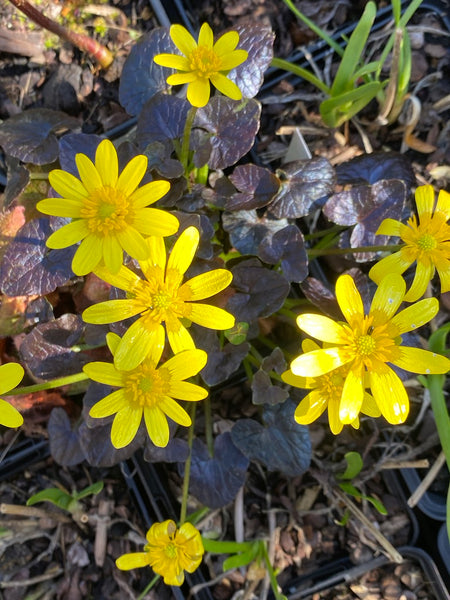 Ranunculus ficaria ‘Brazen Hussy’