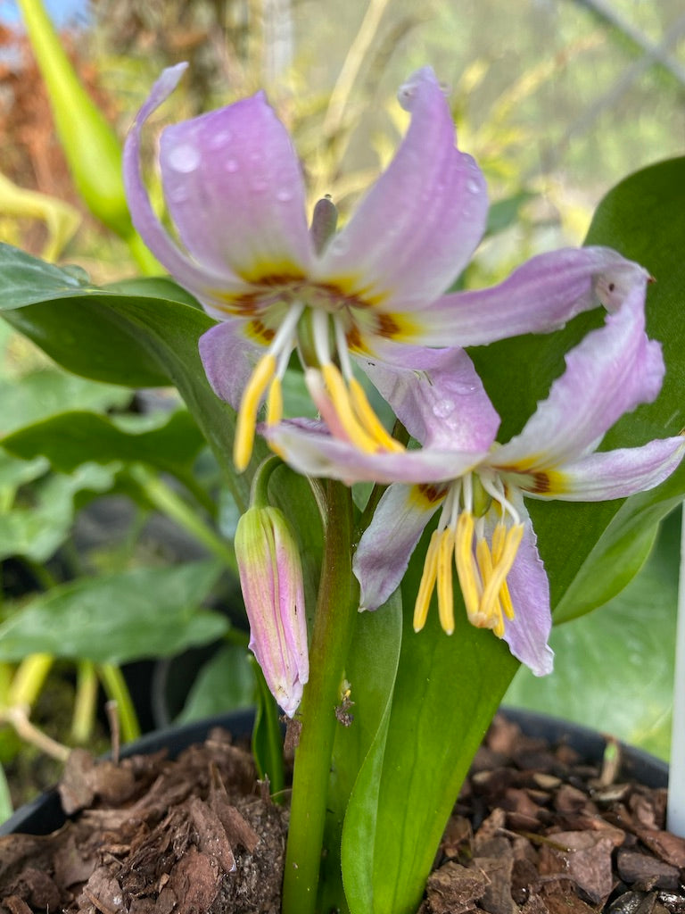 Erythronium revolutum &#39;Pink Beauty&#39;