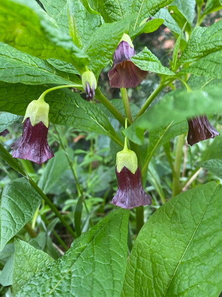Scopolia carniolica