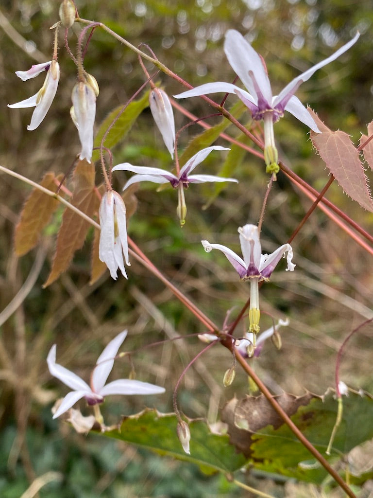 Epimedium fargesii