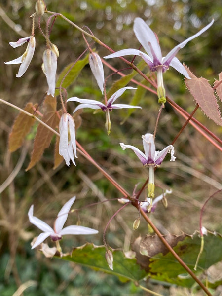 Epimedium fargesii
