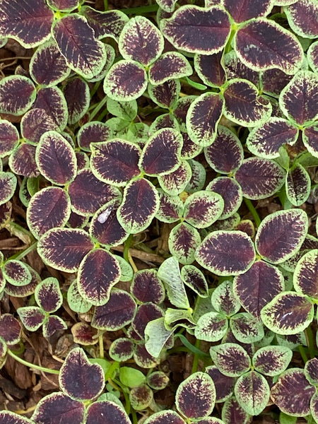 Trifolium repens ‘Dark Debbie'