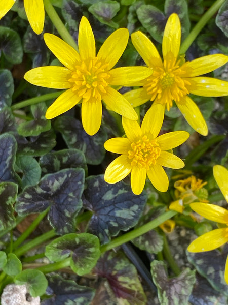 Ranunculus ficaria  'Brambling'