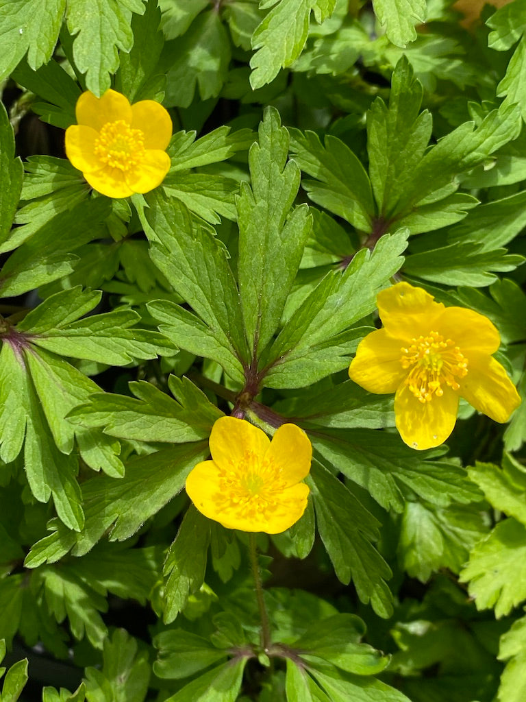 Anemone ranunculoides AGM